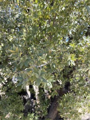 Quercus peninsularis