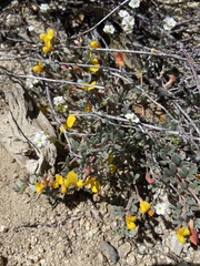 Acmispon argyraeus argyraeus