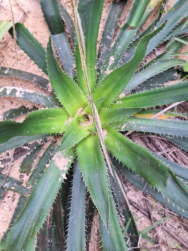 Eryngium elegans, photograph 4