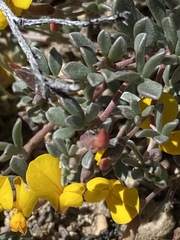 Acmispon argyraeus argyraeus