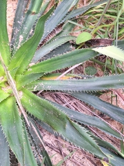 Eryngium elegans, photograph (c) Rocío Esmeralda Pose, some rights reserved (CC BY)