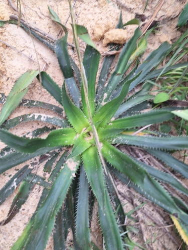 Eryngium elegans, photograph 6