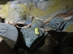 Lamprohiza splendidula