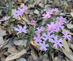 Phlox amabilis