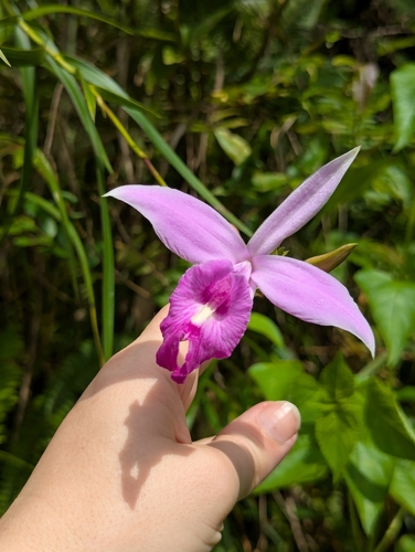 Arundina graminifolia