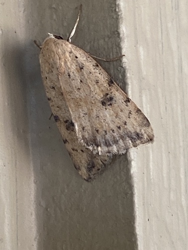 iNaturalist observation photo of Triplex Cutworm Moth