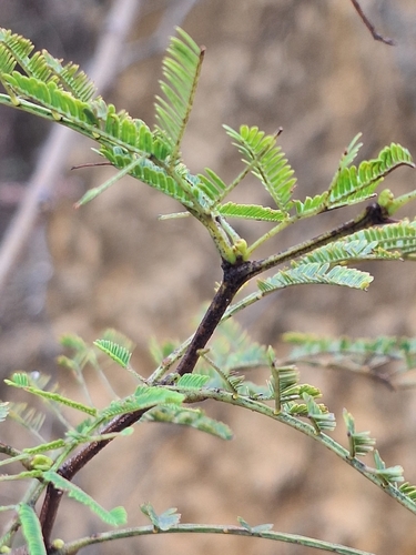 Vachellia aroma, photograph 5