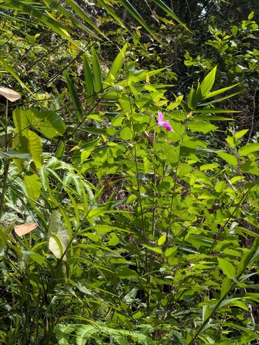 Arundina graminifolia