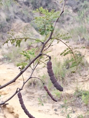 Vachellia aroma, photograph (c) Rocío Esmeralda Pose, some rights reserved (CC BY)