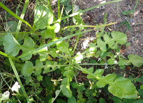 Arctotheca prostrata, photograph 4