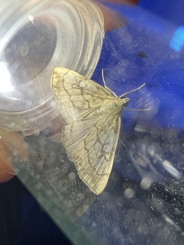 Evergestis pallidata