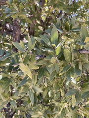 Quercus peninsularis