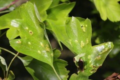 Eriophyes crataegi