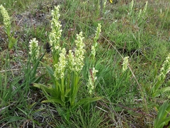 Platanthera hyperborea