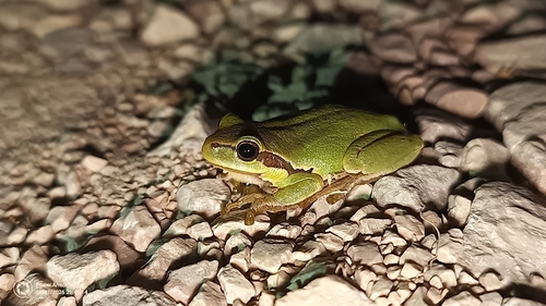European Tree Frog