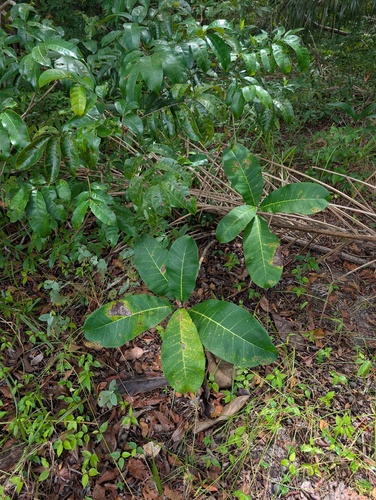 Tapirira guianensis, 2026-08-06