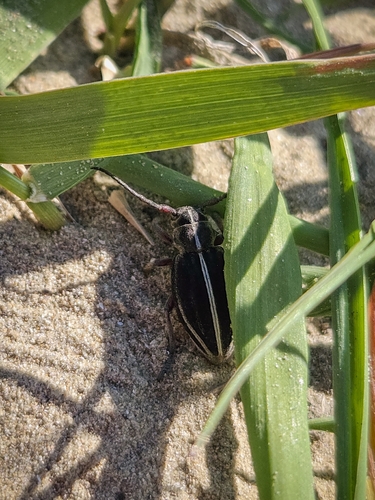 Dorcadion tauricum