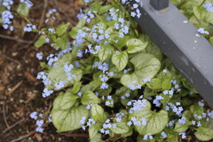 Brunnera
