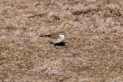 Cinclodes atacamensis