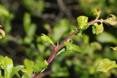 Brachycaudus helichrysi