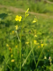 Bunias erucago