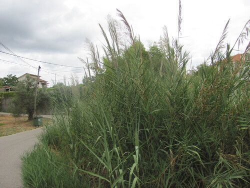 Arundo micrantha (Arundo micrantha)