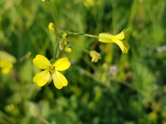 Bunias erucago