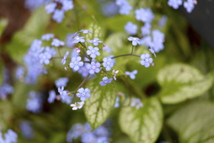 Brunnera