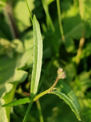 Bunias erucago