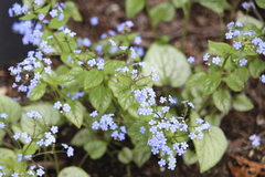 Brunnera