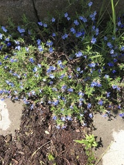 Lithodora