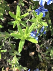 Lithodora