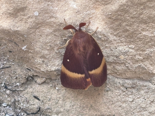 Oak Eggar