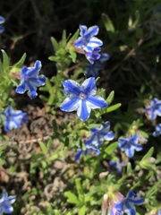 Lithodora