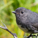 South Island Robin - Photo (c) Jake Osborne, some rights reserved (CC BY-NC-SA)
