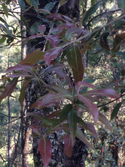 Quercus laurina