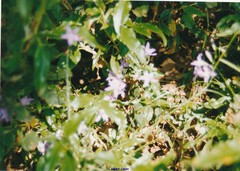 Campanula rapunculus