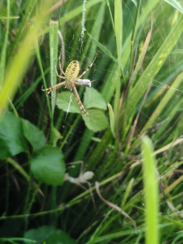 Wasp Spider