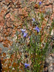 Campanula reverchonii