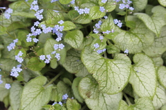 Brunnera