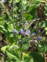 Scutellaria ovata