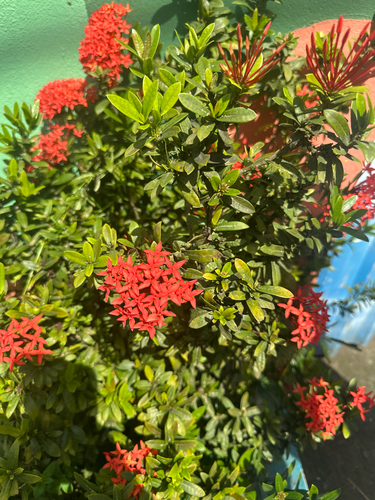 Ixora casei observed 2026-08-11