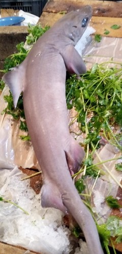 Little gulper shark (Centrophorus uyato) — Centrophoridae — 4