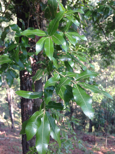 Quercus laurina