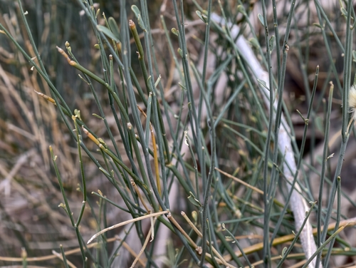 Sisyndite spartea, photograph 2