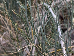 Sisyndite spartea, photograph (c) Stefan Wolmarans, some rights reserved (CC BY)