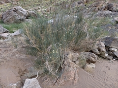 Sisyndite spartea, photograph (c) Stefan Wolmarans, some rights reserved (CC BY)