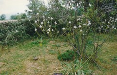 Asphodelus serotinus