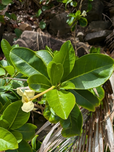Brunfelsia americana observed 2026-08-11