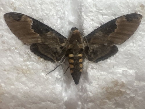 Manduca ochus